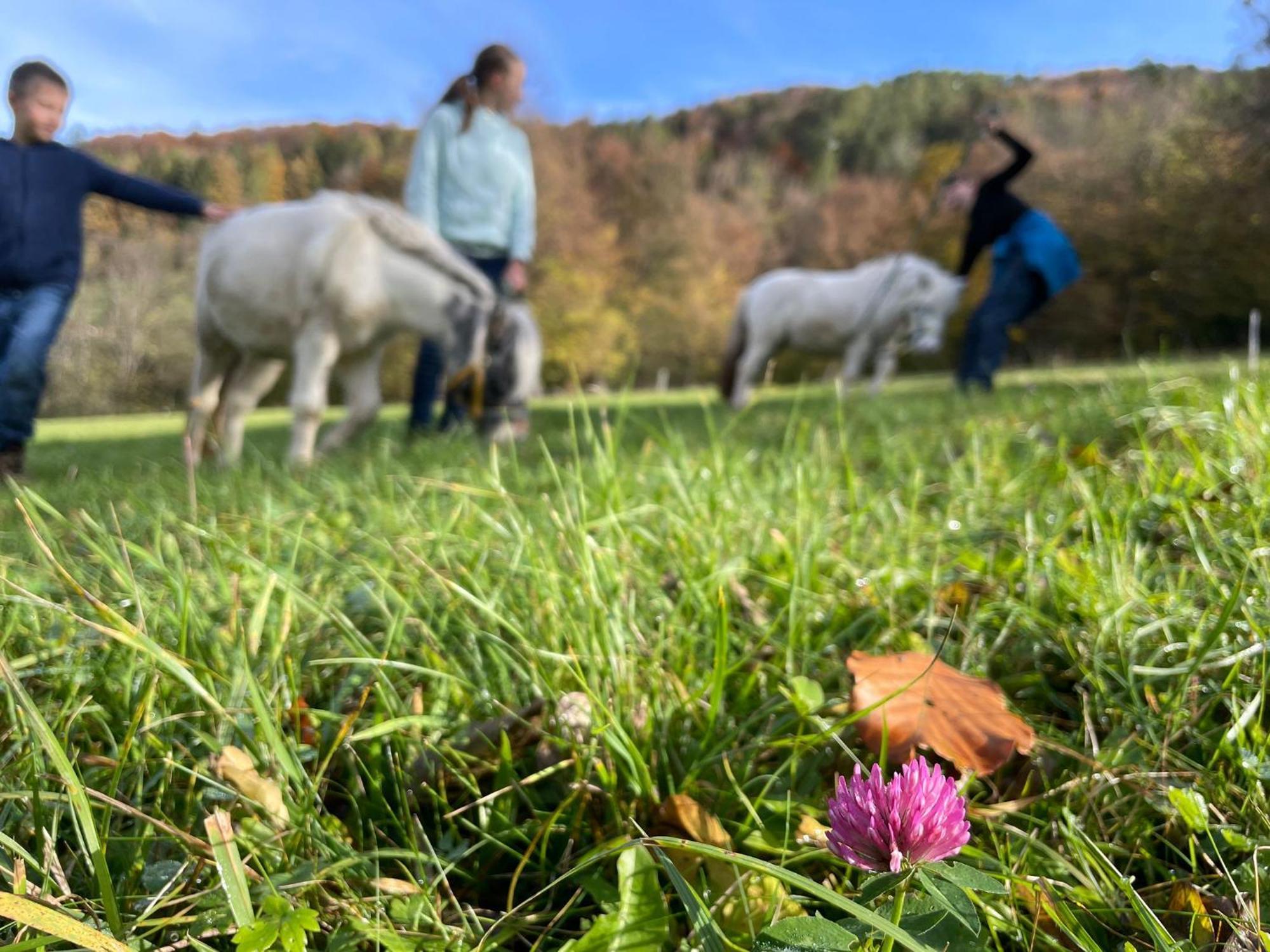 Buechlhof - App. Breitenstein Lilienfeld Exteriér fotografie